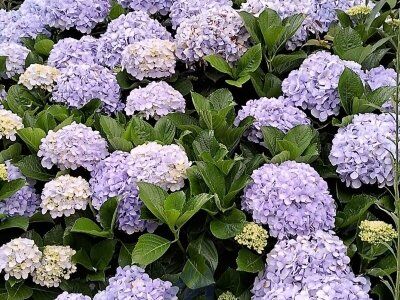 Lindo Sítio à Venda em Aurora - SC Lindo Sítio à Venda em Aurora - SC